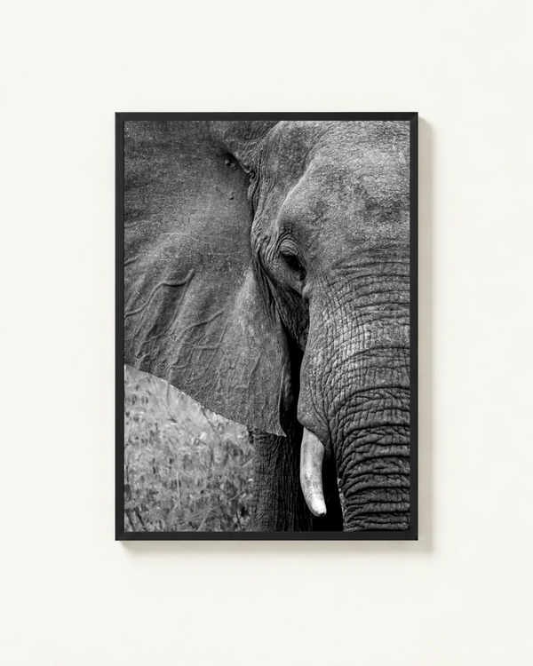 Presence, Pilanesberg, South Africa