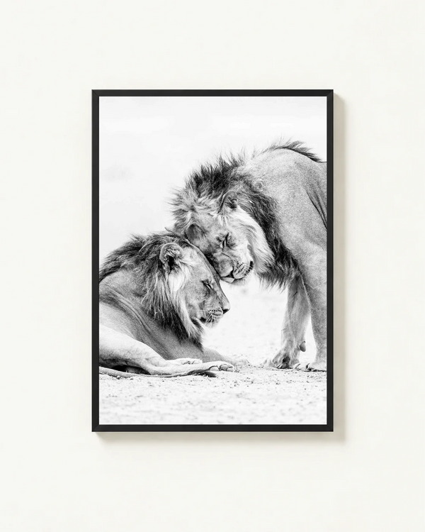 Lions, Kgalagadi, South Africa