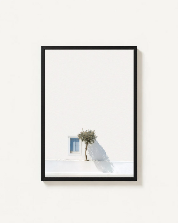 Olive Tree