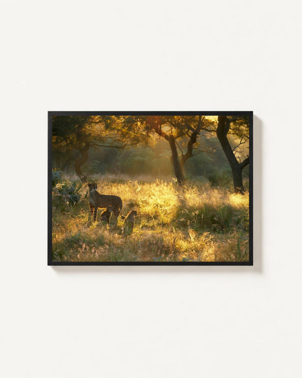 Cheetah, Phinda, South Africa