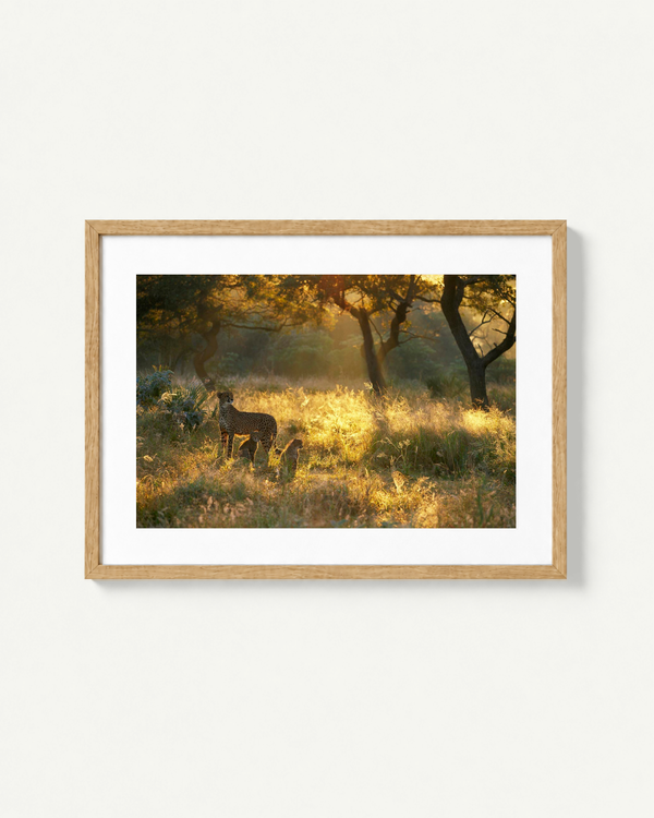 A framed landscape art print featuring a golden sunlit grassy field with trees and a deer, presented in a light wood frame with a white mat against a clean off-white background.