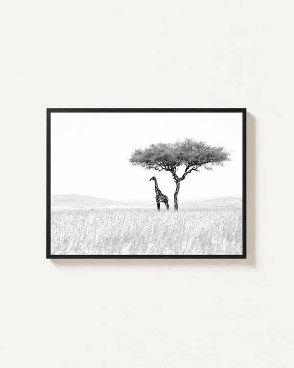 Giraffe, Masai Mara, Kenya