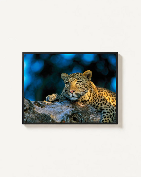 Leopard, MalaMala, South Africa