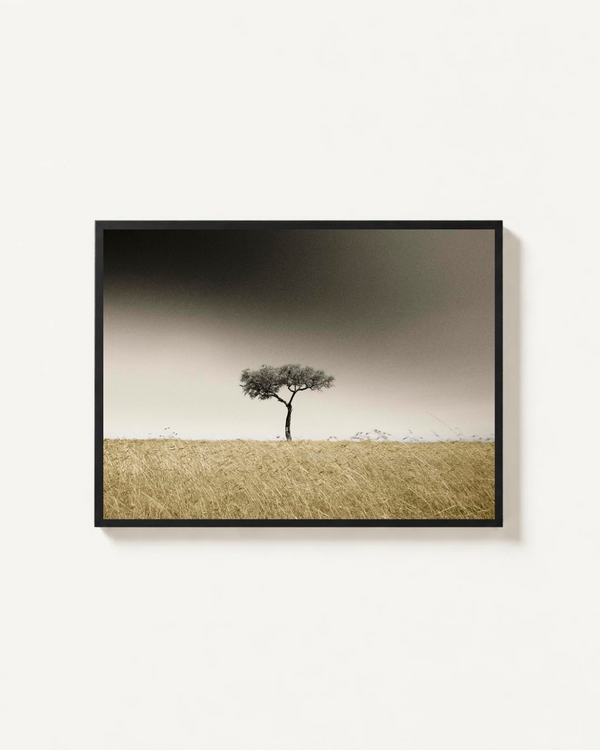 Acacia Tree, Masai Mara, Kenya