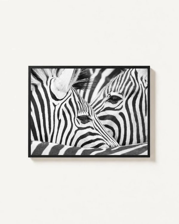 Zebras, Kruger, South Africa