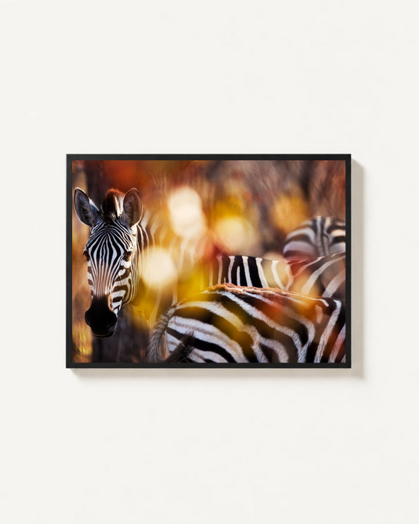 Zebra, Kruger, South Africa