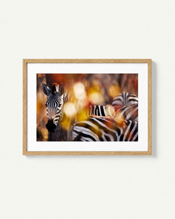 Framed photographic art print of zebras against a warm blurred background, displayed in a light wood frame on a white wall.
