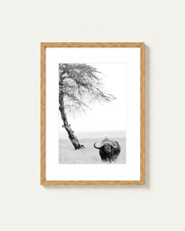 A framed black and white landscape photograph of a buffalo and a leaning tree in Amnboseli, presented in a light wood frame with a white mat against a neutral off-white wall.