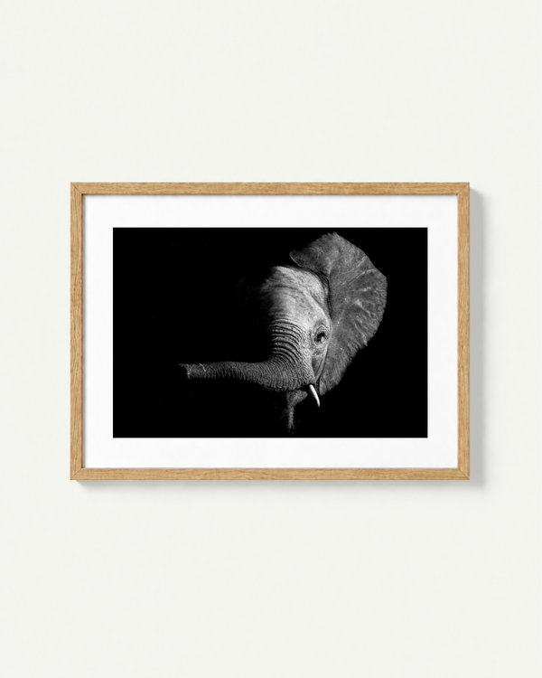 A framed black and white photographic print of an elephant head on a black background, mounted with a white mat in a light natural wood frame against a plain off-white wall.