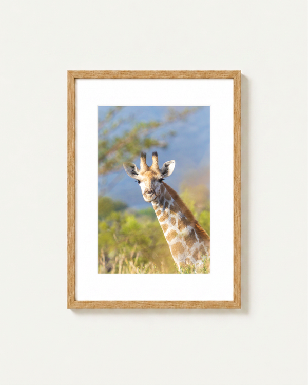 A framed photographic print of a giraffe in a savanna landscape, mounted on a light beige wall. The print features a white mat border and is housed in a light natural wood frame.