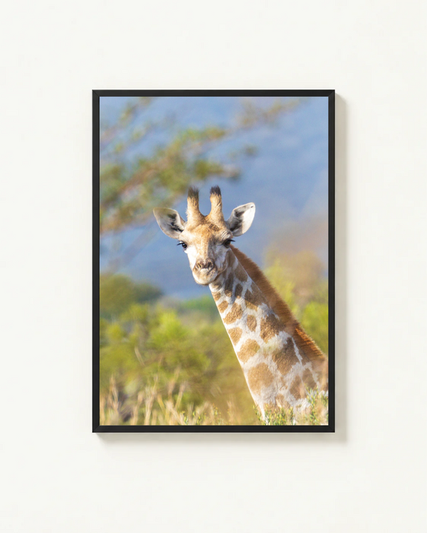 Grace, Madikwe, South Africa