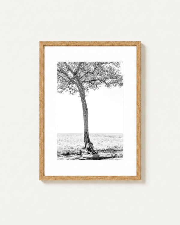 A framed black and white art print depicting a lion resting under a lone acacia tree in a flat Masai Mara landscape, mounted on a light beige wall. The print features a white mat border and is enclosed in a natural light wood frame.