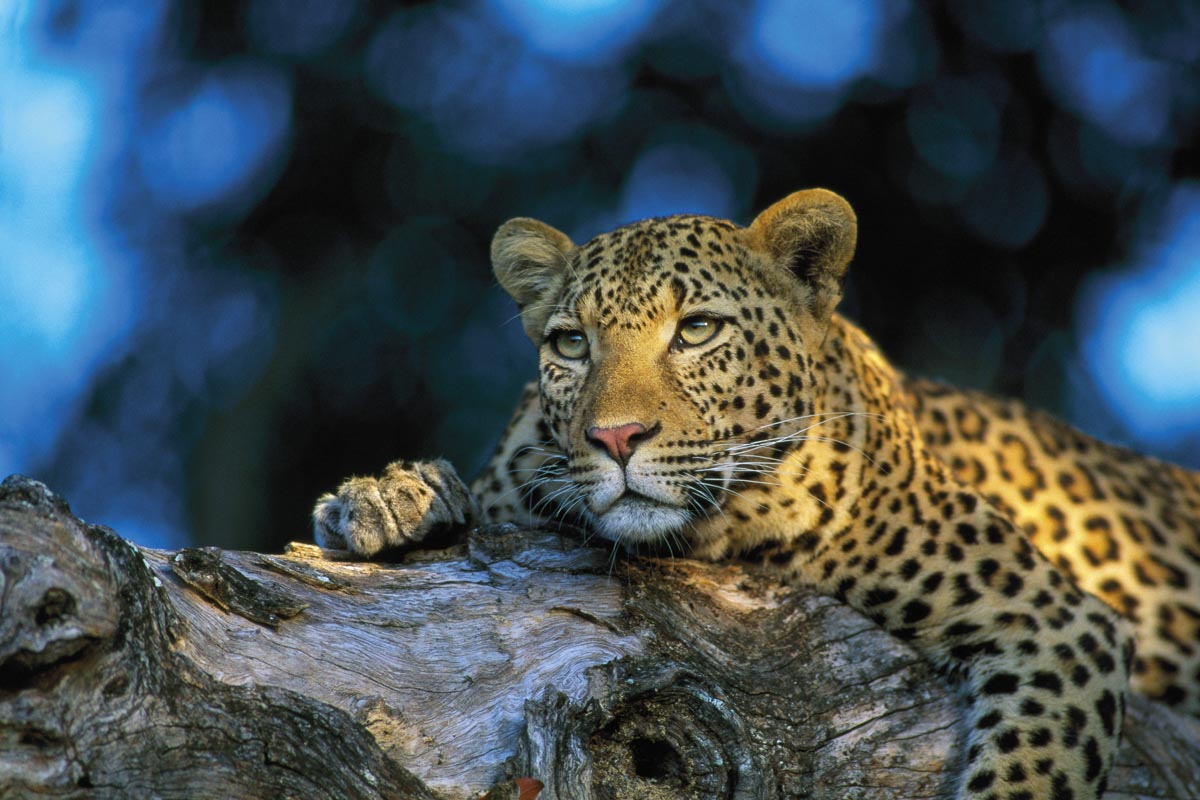 A leopard rests on a weathered log in a forest setting, with a deep blue bokeh background, photographed by Richard du Toit