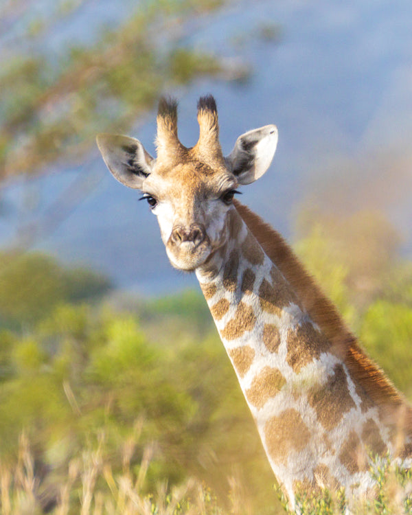Savanna Sentinel