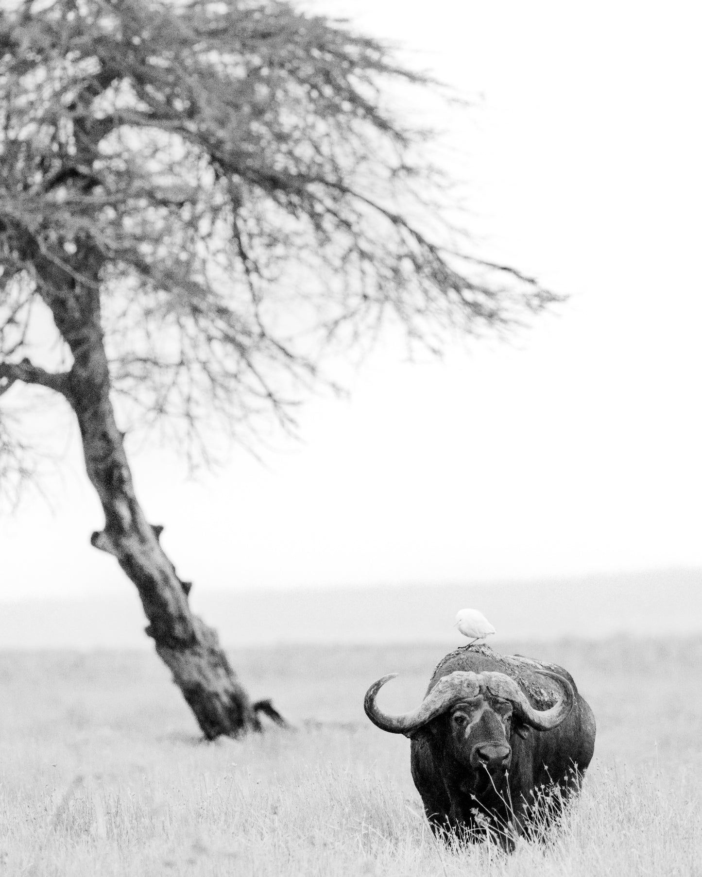The Lone Warrior