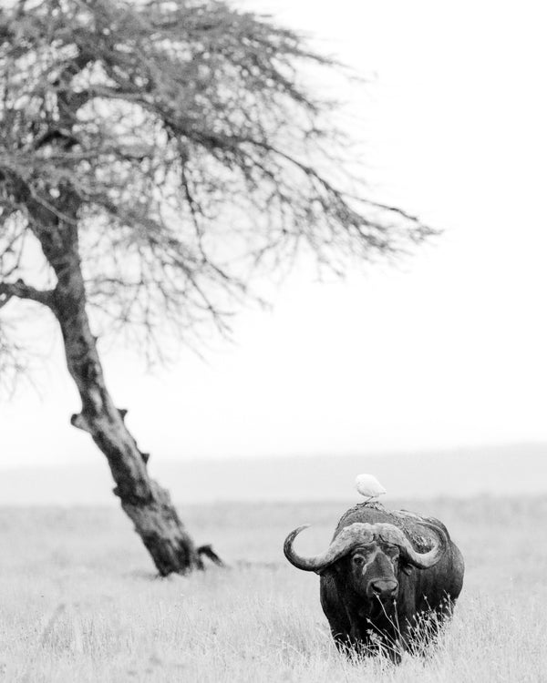 The Lone Warrior