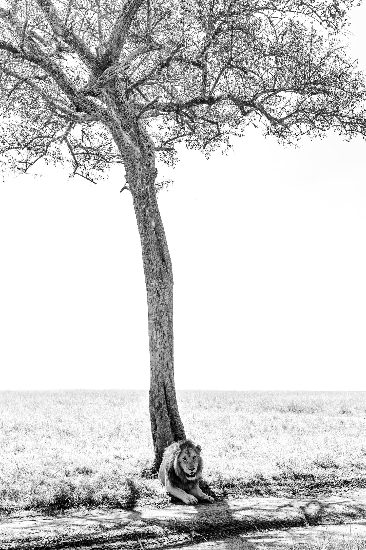 Under the Acacia II