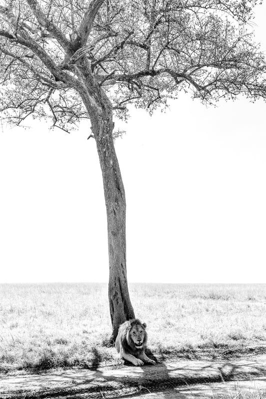 Under the Acacia II