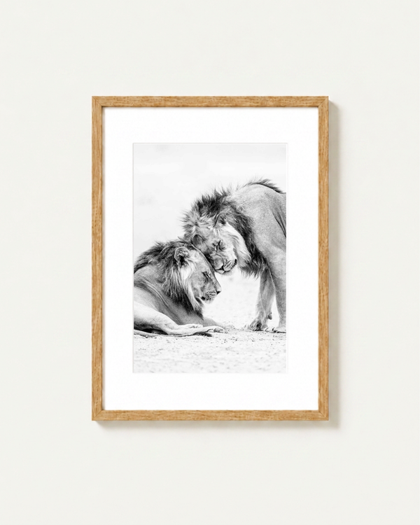 Framed black and white photographic print of two lions, one lying down and one standing, set in a light natural wood frame with a white mat against a light gray wall.