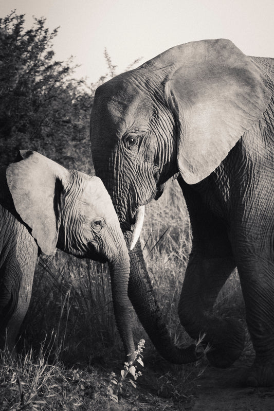 Tenderness