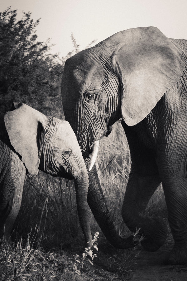 Tenderness