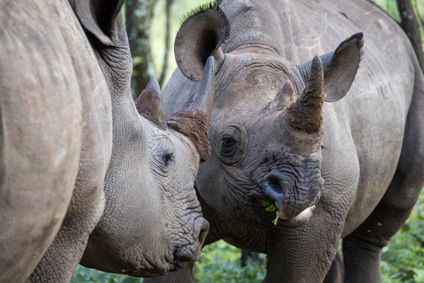 A Mother's Love