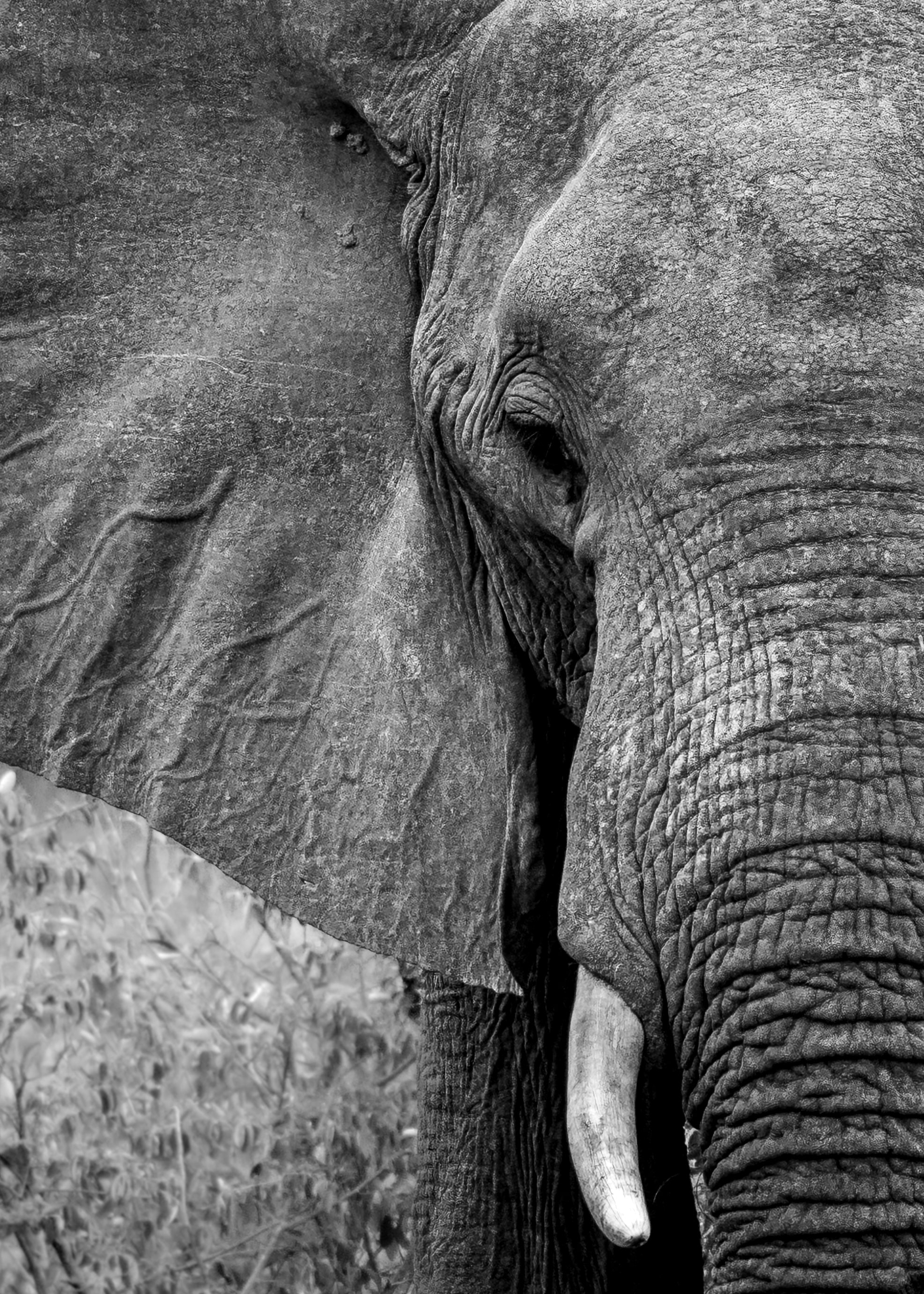 Black and white close-up photograph of an elephant's face and trunk, showing detailed skin texture and a visible tusk, photographed by Stef Leny