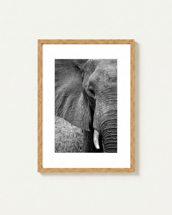 A framed black and white photographic print of an elephant's face and trunk, mounted with a white mat and a light natural wood frame on a plain off-white wall.