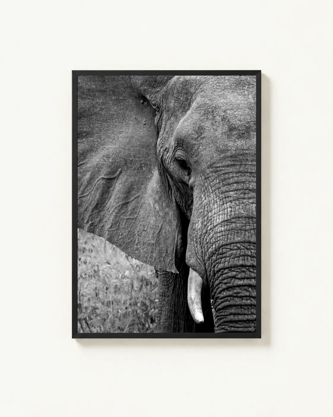 Presence, Pilanesberg, South Africa