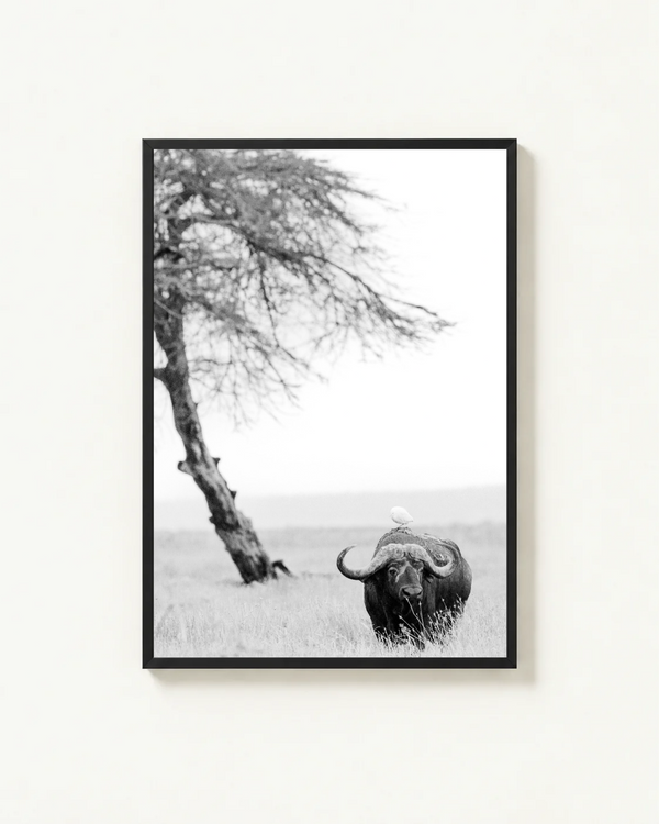 The Lone Warrior, Amboseli, Kenya