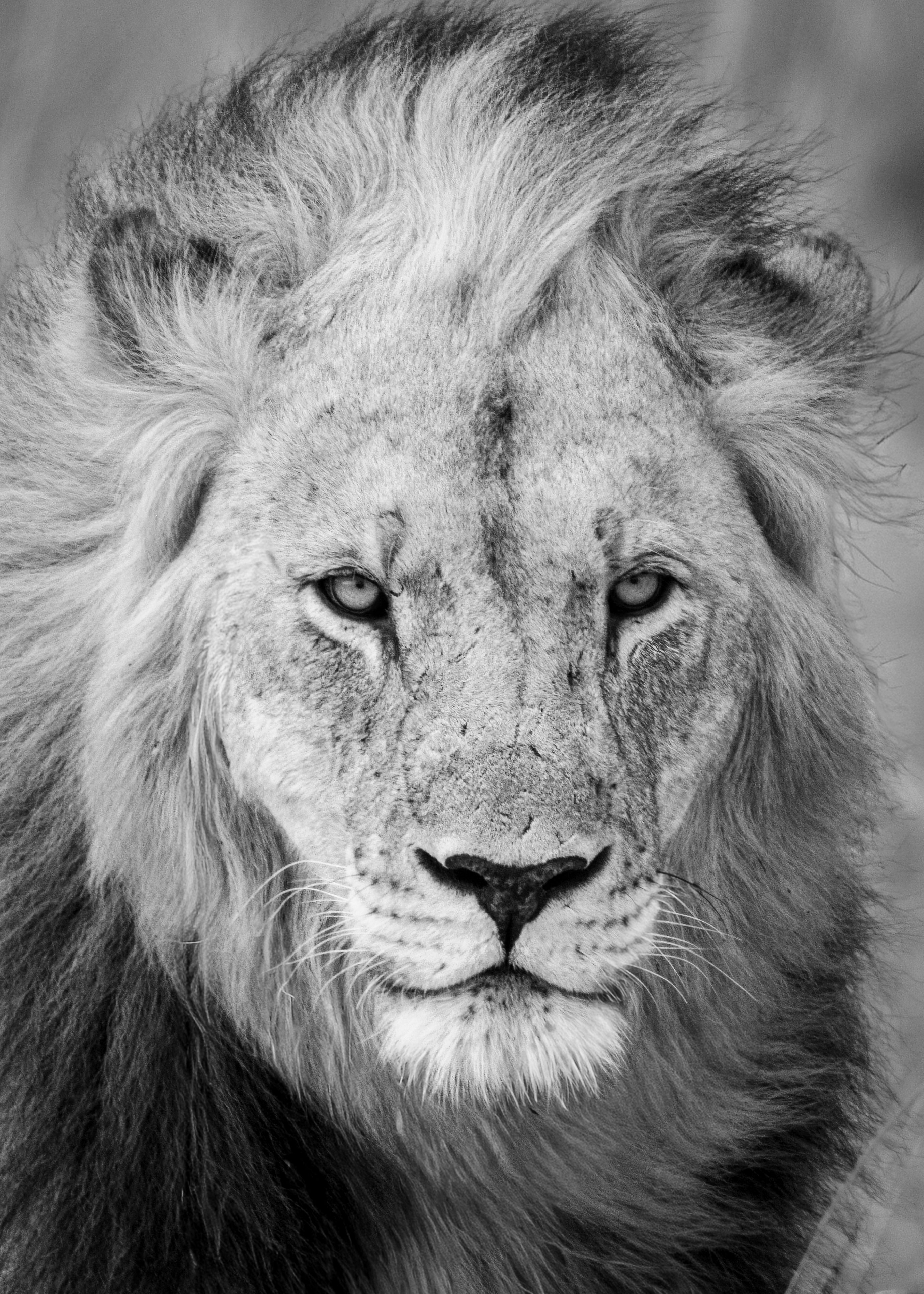 Portrait, Madikwe, South Africa-thumbmail-3