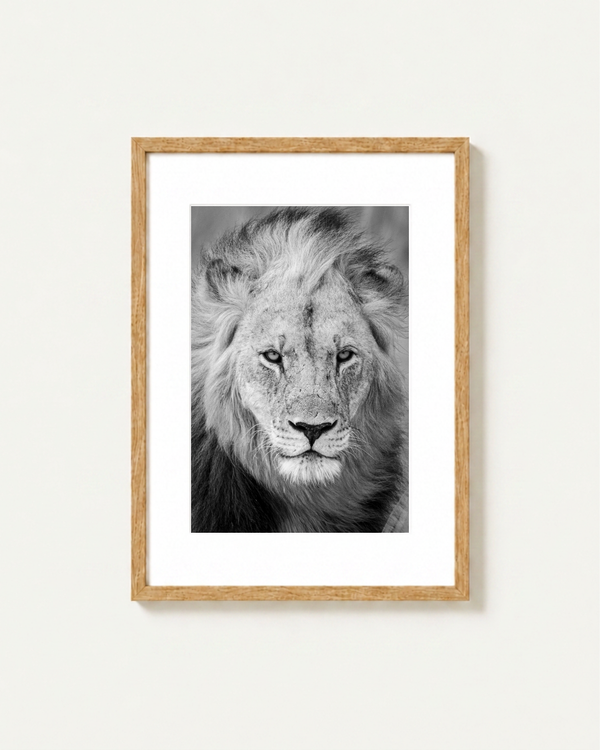 Portrait, Madikwe, South Africa