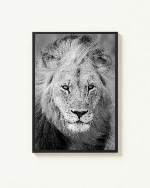 Portrait, Madikwe, South Africa