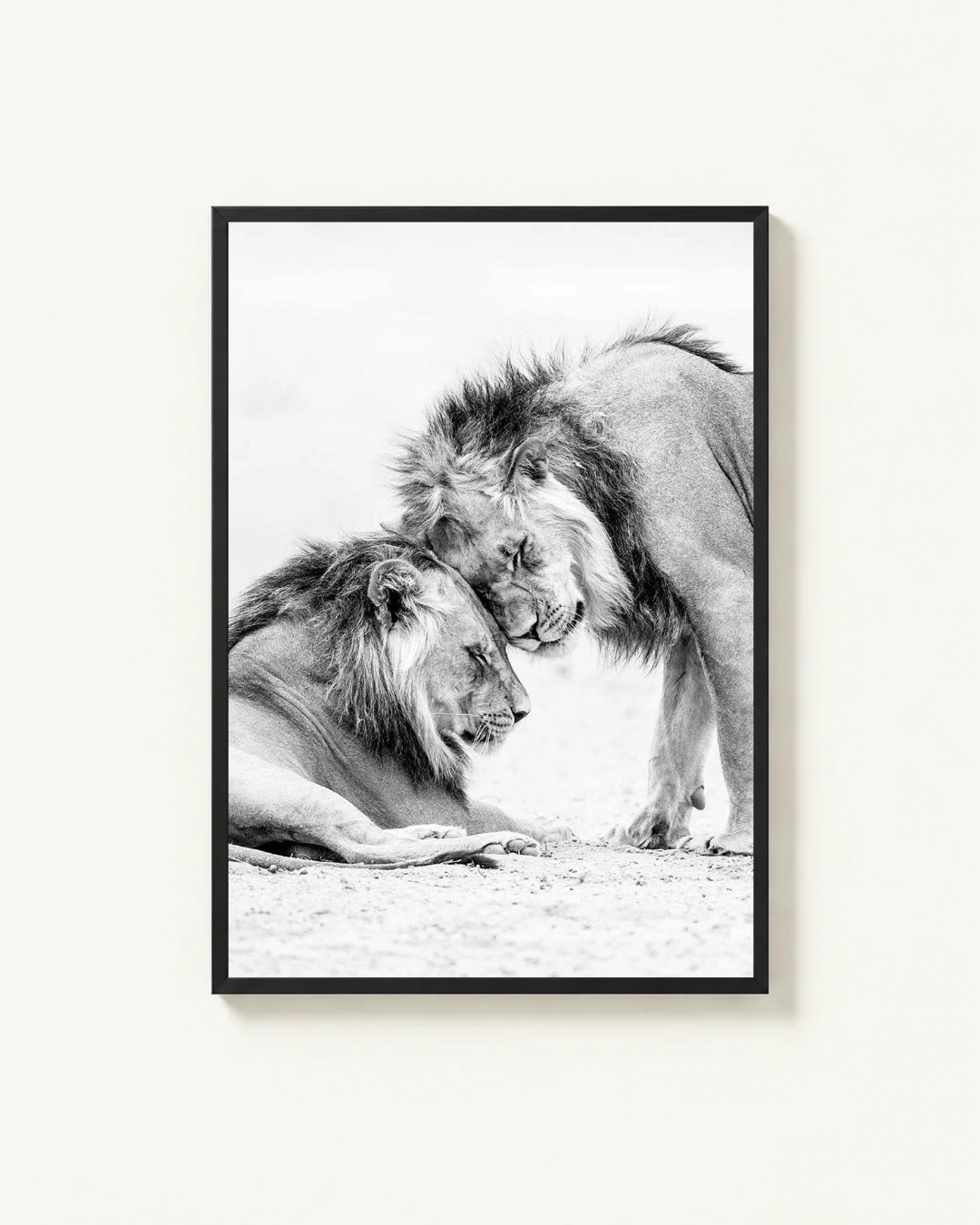 Lions, Kgalagadi, South Africa-thumbmail-1