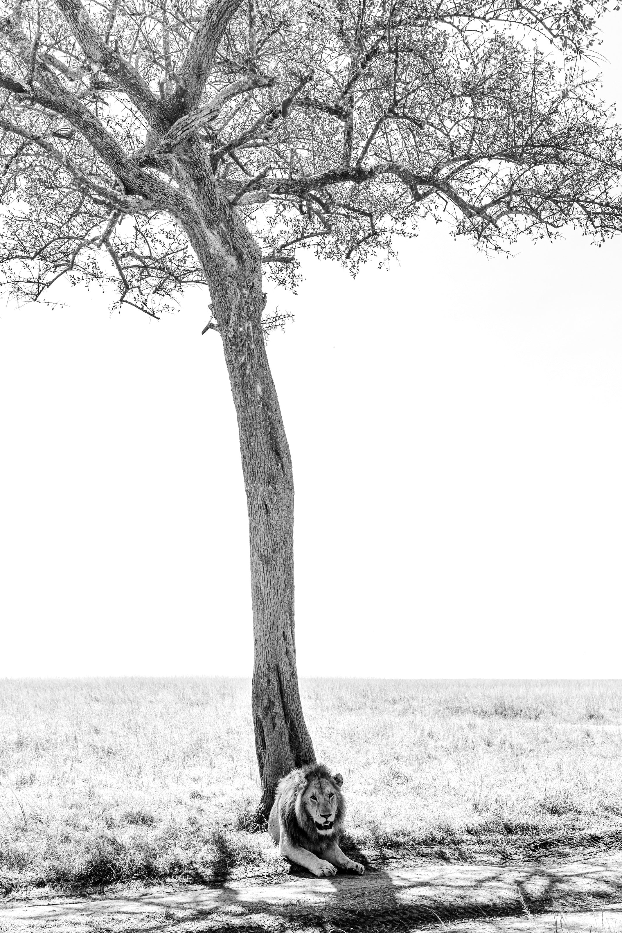 Black and white fine art photograph of a lion resting under a large tree in a savanna landscape, photographed by Stef Leny.