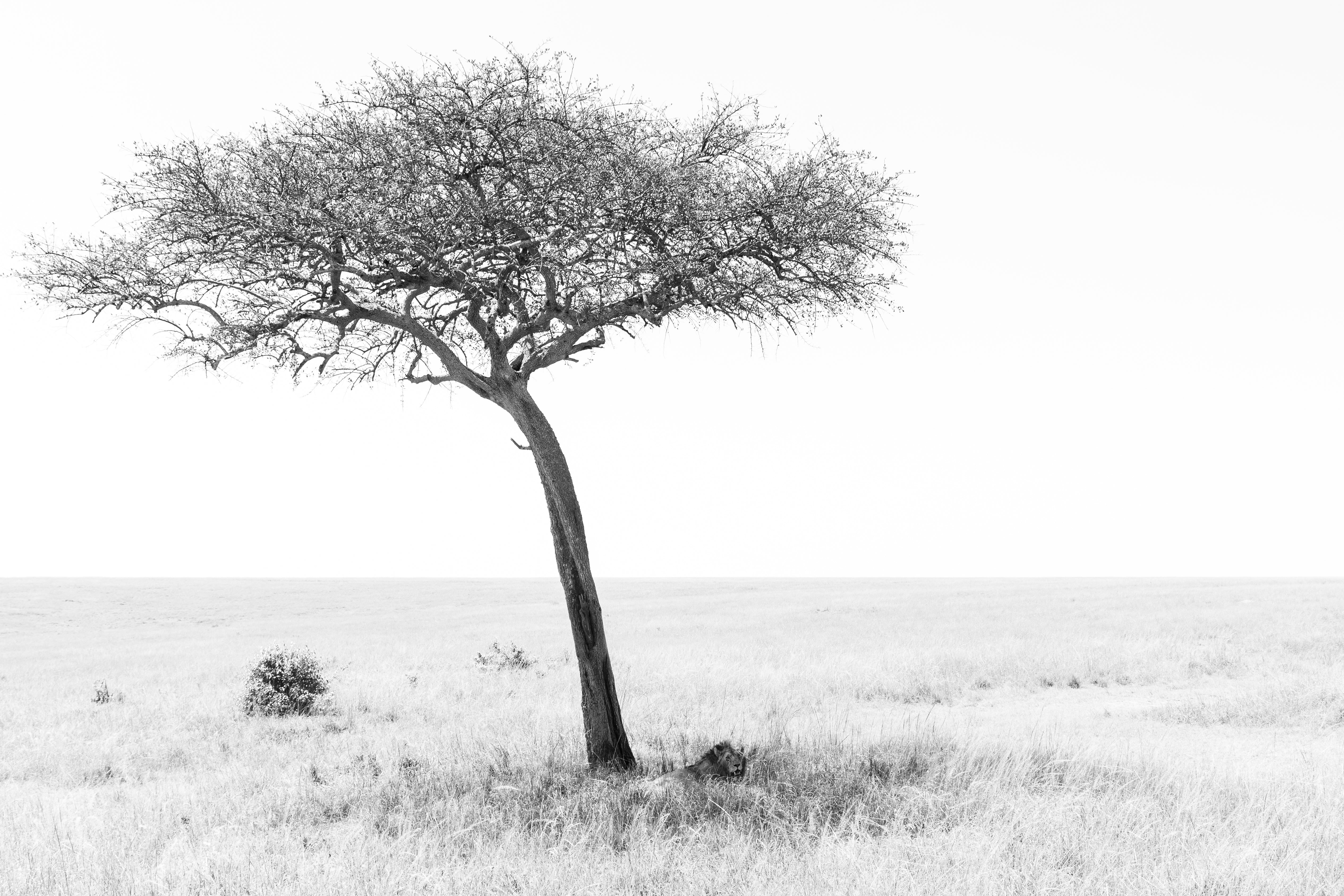 Black and white fine art photograph of a lion sitting beneath a lone acacia tree standing in the African savanna of the Masai Mara, photographed by Stef Leny
