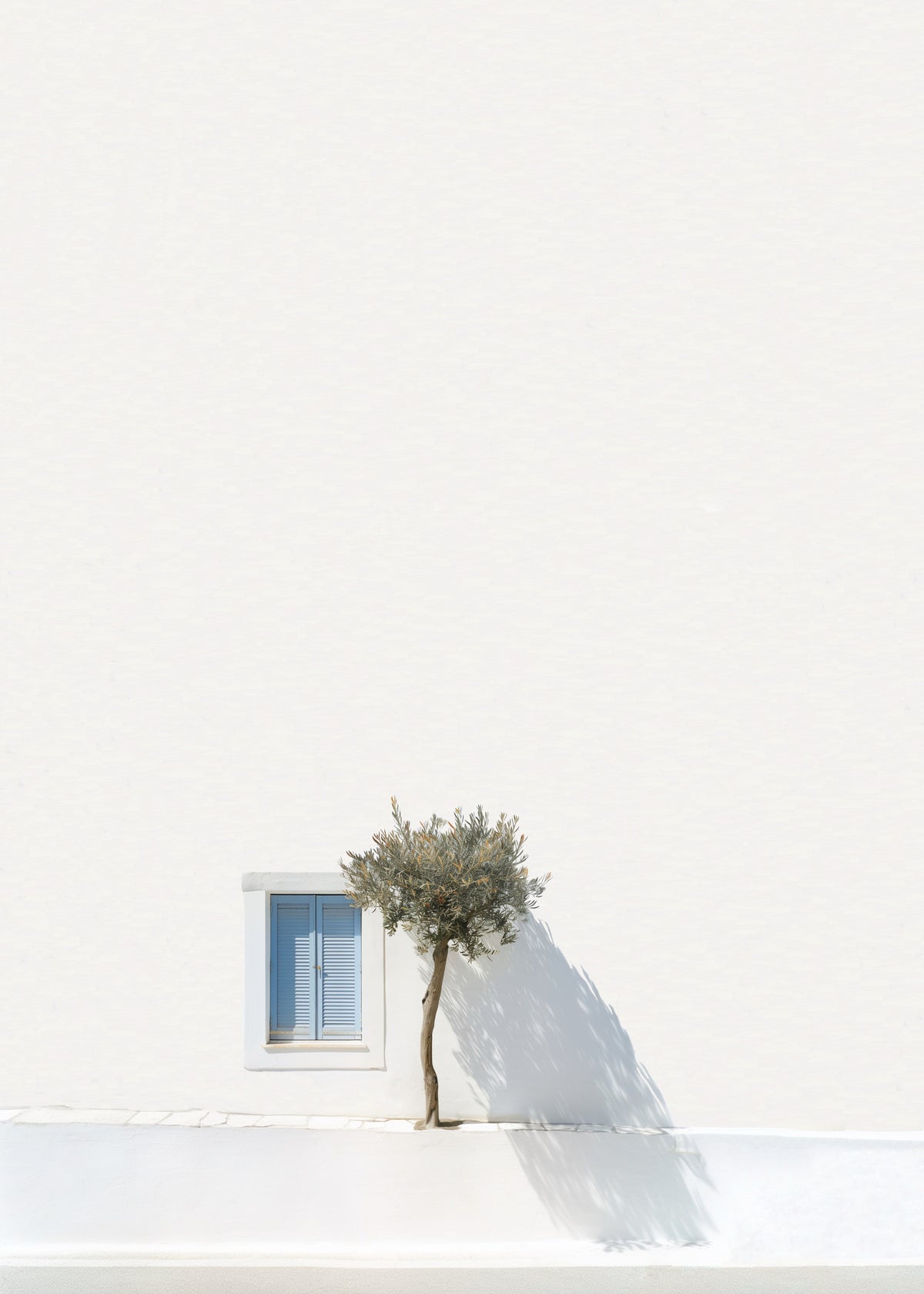 Olive Tree-thumbmail-3