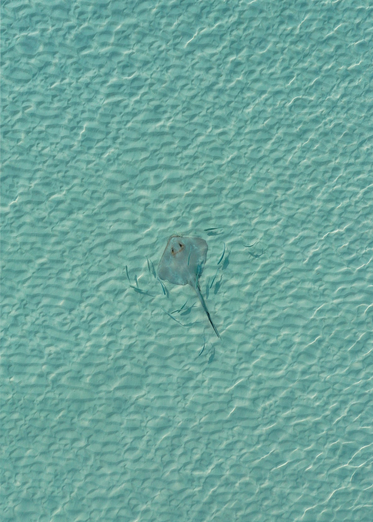 Stingray-thumbmail-3