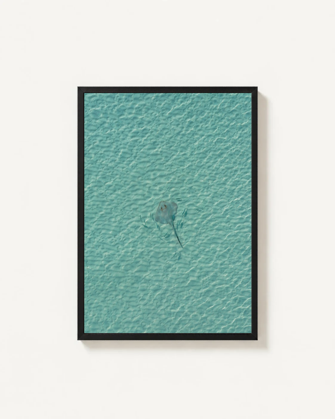 Stingray-thumbmail-1