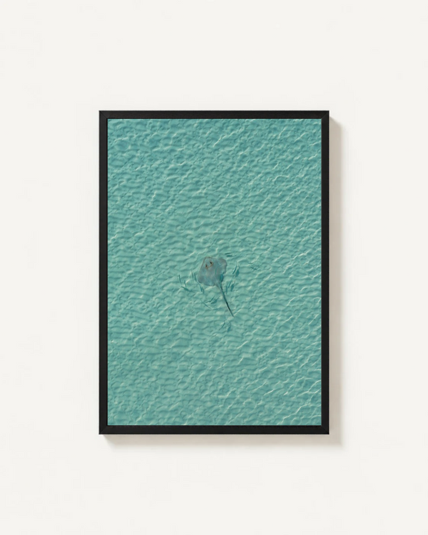 Stingray