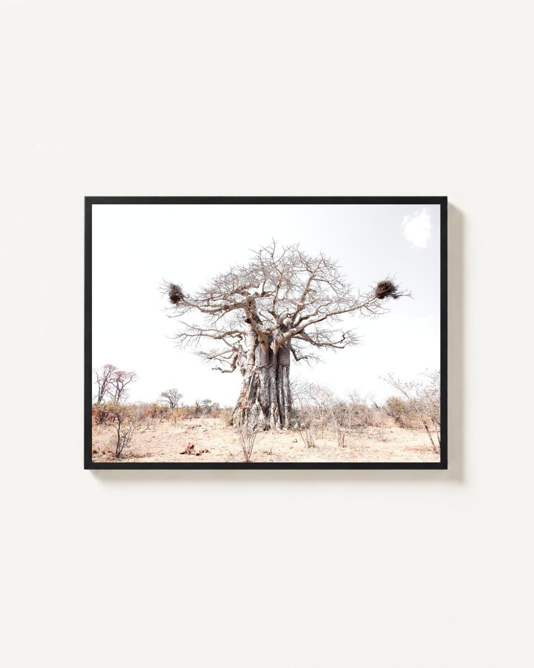 Baobab Tree, Kruger Park, South Africa