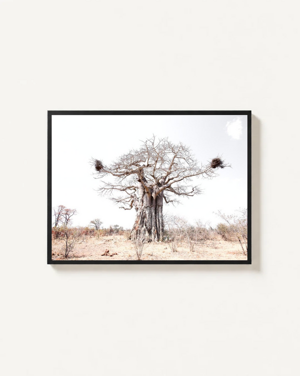 Baobab Tree, Kruger Park, South Africa