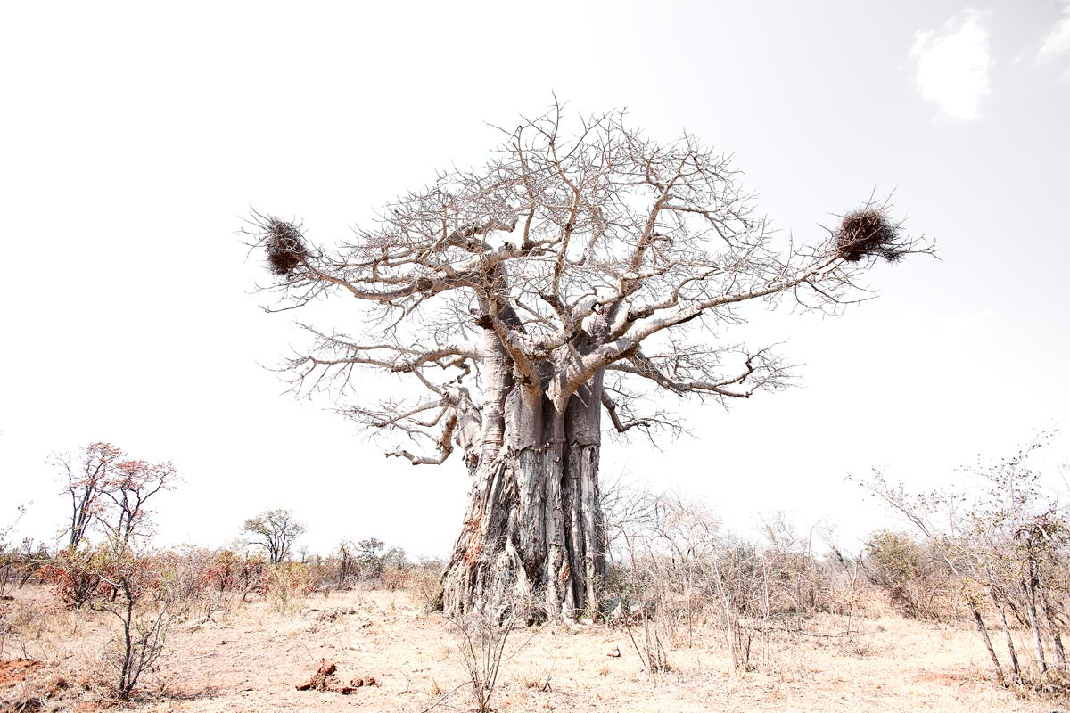 A large leafless baobab tree with thick textured trunk and several bird nests attached to its branches, set in a dry grassy landscape under a pale sky, photographed by Richard du Toit.