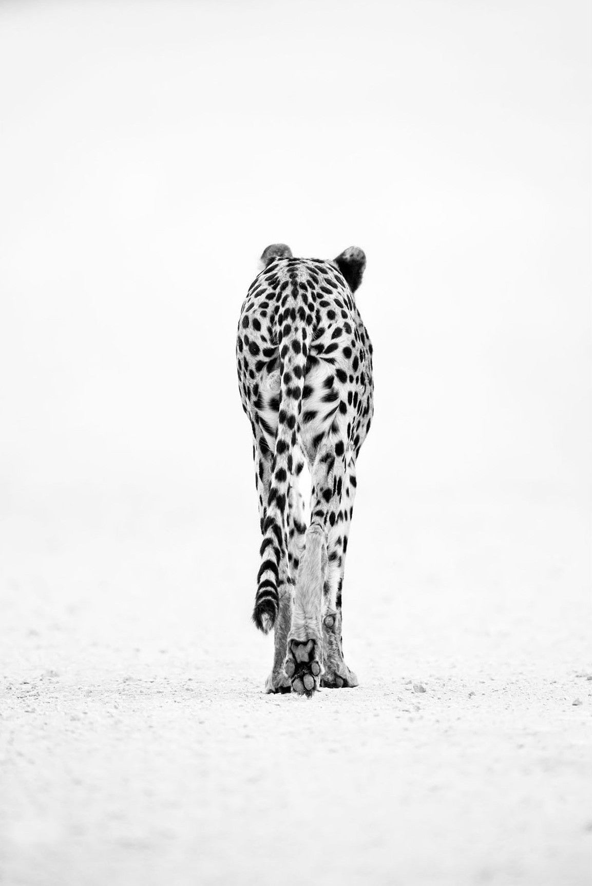 Cheetah, Kgalagadi, South Africa-thumbmail-3