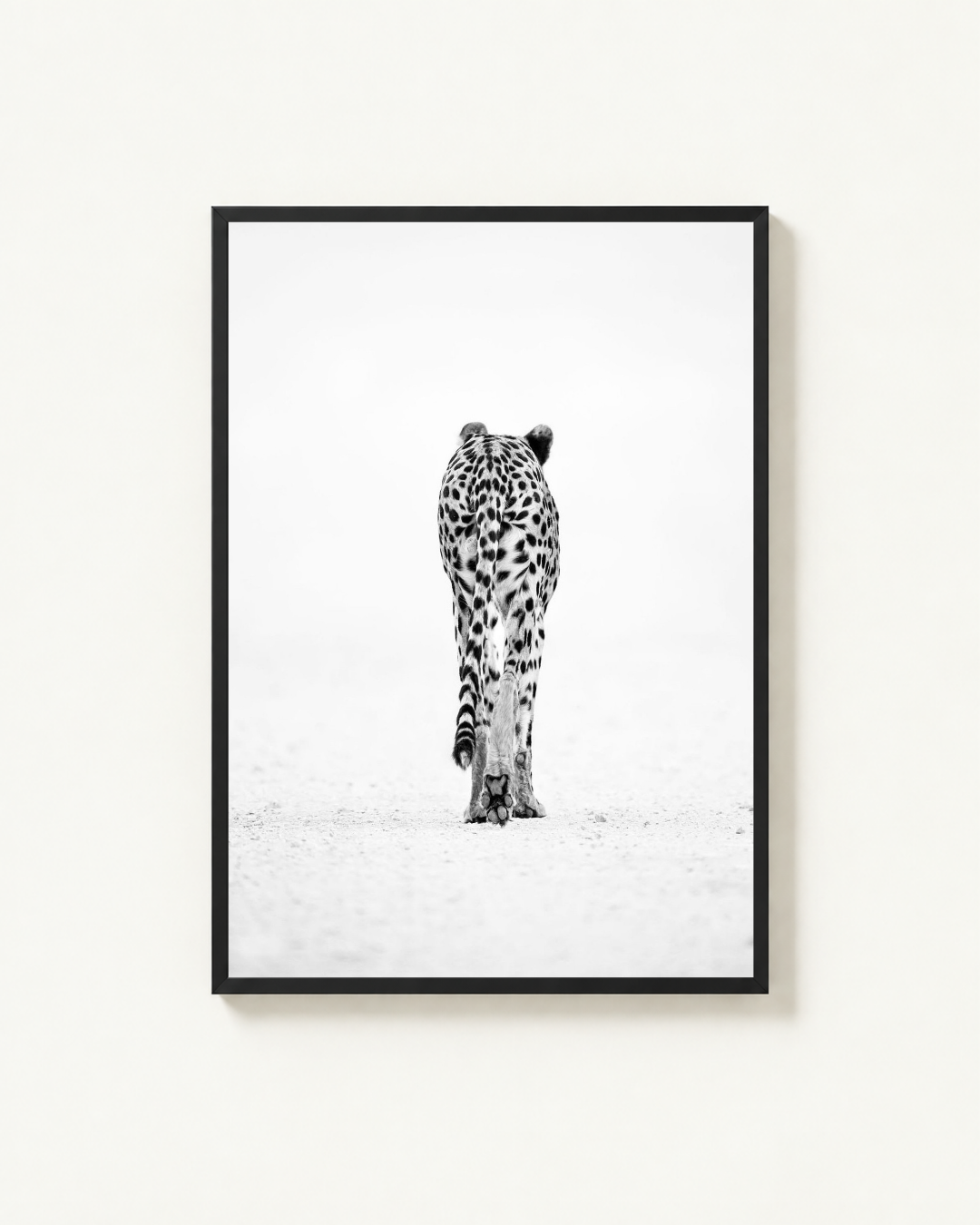 Cheetah, Kgalagadi, South Africa