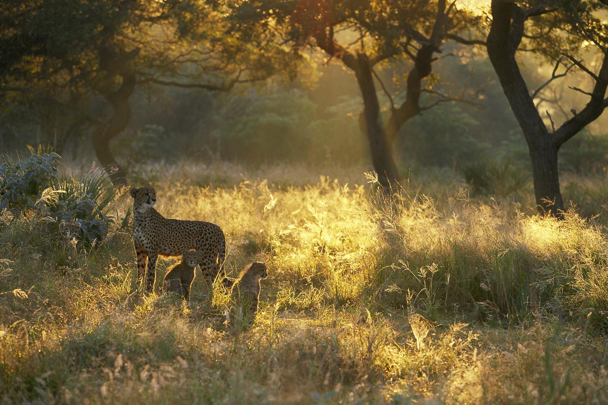 A golden-hour safari scene with a cheetah standing in tall sunlit grass beside two cubs under trees, photographed by Richard du Toit