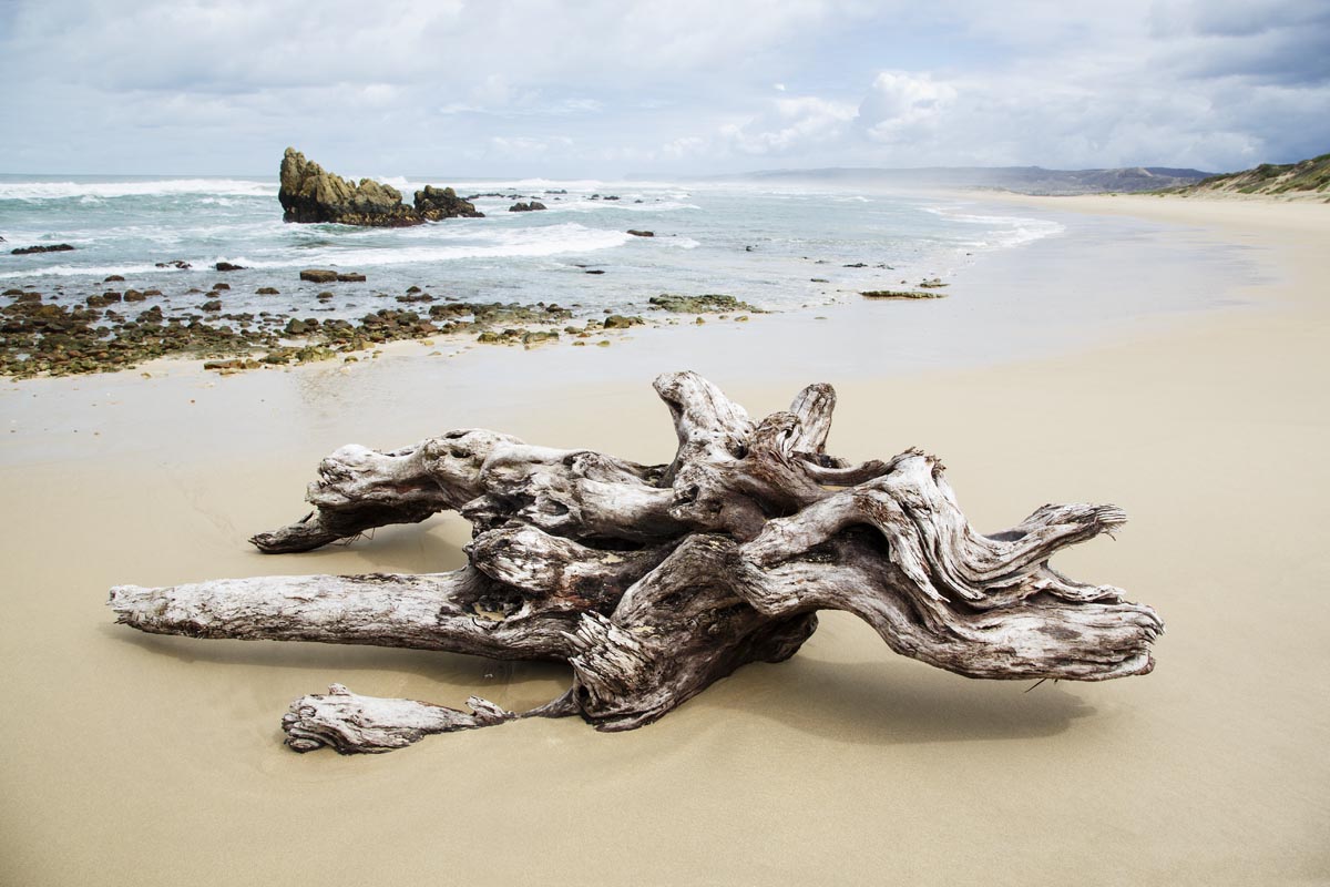 Photograph of weathered driftwood lying on a sandy beach beside the ocean, photographed by Richard du Toit