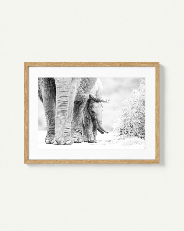 A framed black and white photographic print of an elephant and calf, displayed in a light natural wood frame against a clean off-white wall.