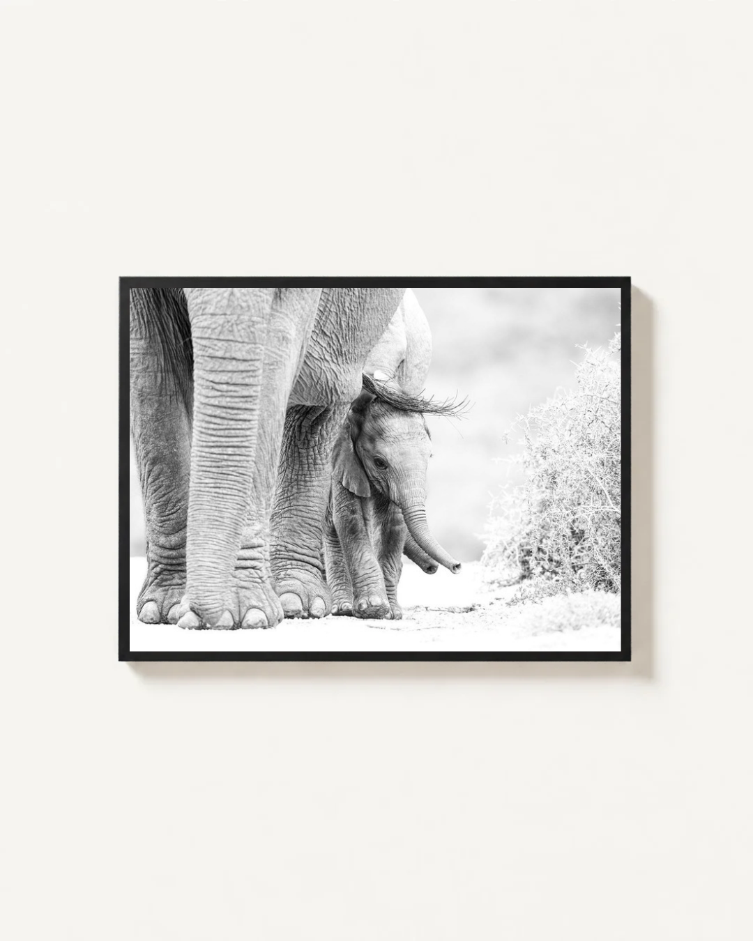 Elephants, Addo, South Africa