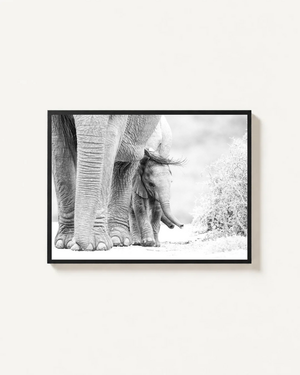 Elephants, Addo, South Africa